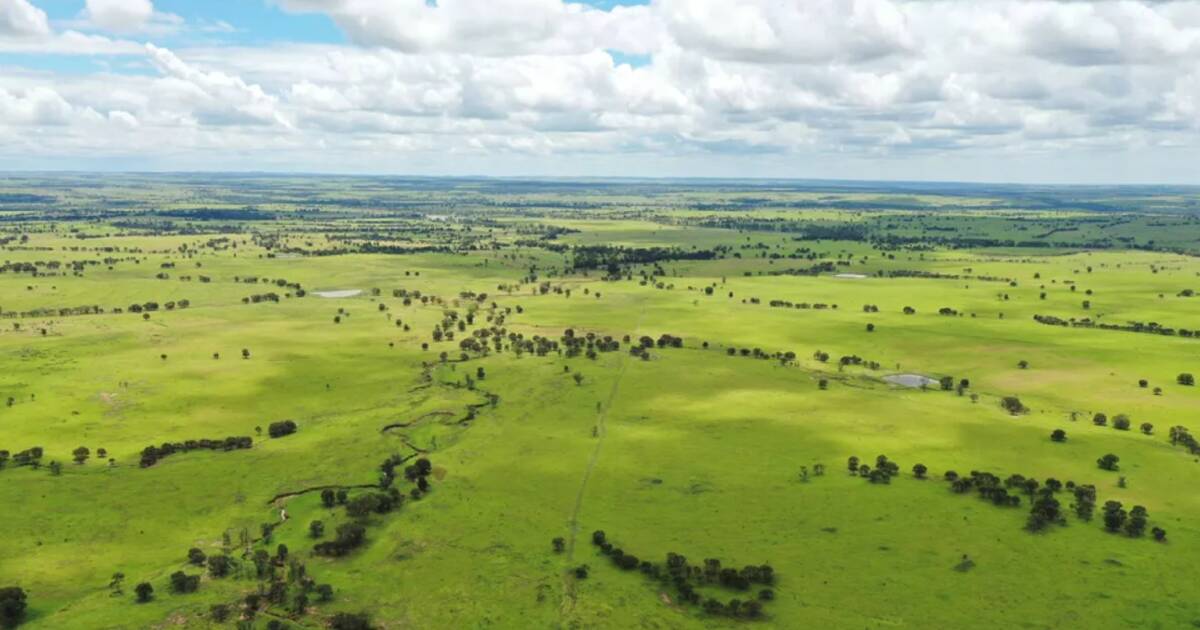 Pamaroo delivers 11,000 acres of high performance bullock country