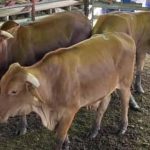 UNL helps identify new genetic defects in beef cattle