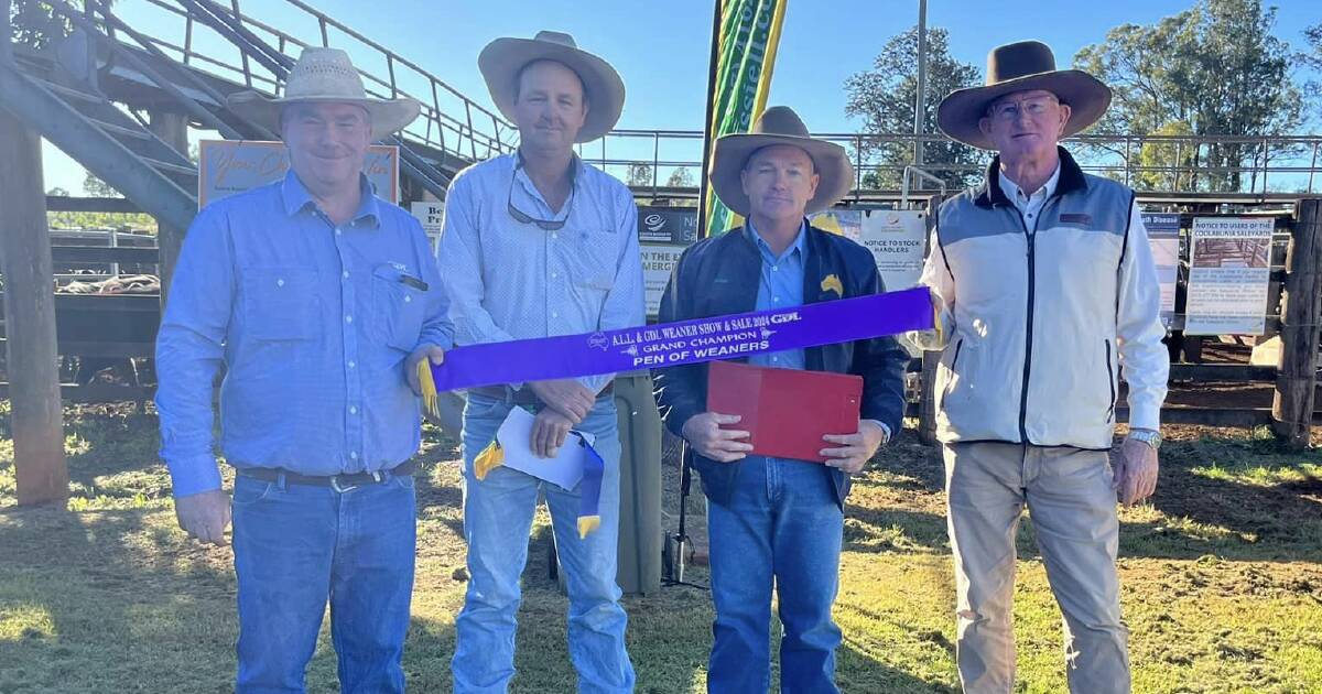 Charolais steers win top prize at Coolabunia