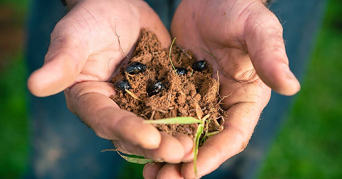 UWA research shows how dung beetles promote plant growth. | Farm Weekly