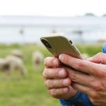 Consequences to shutting down live sheep trade