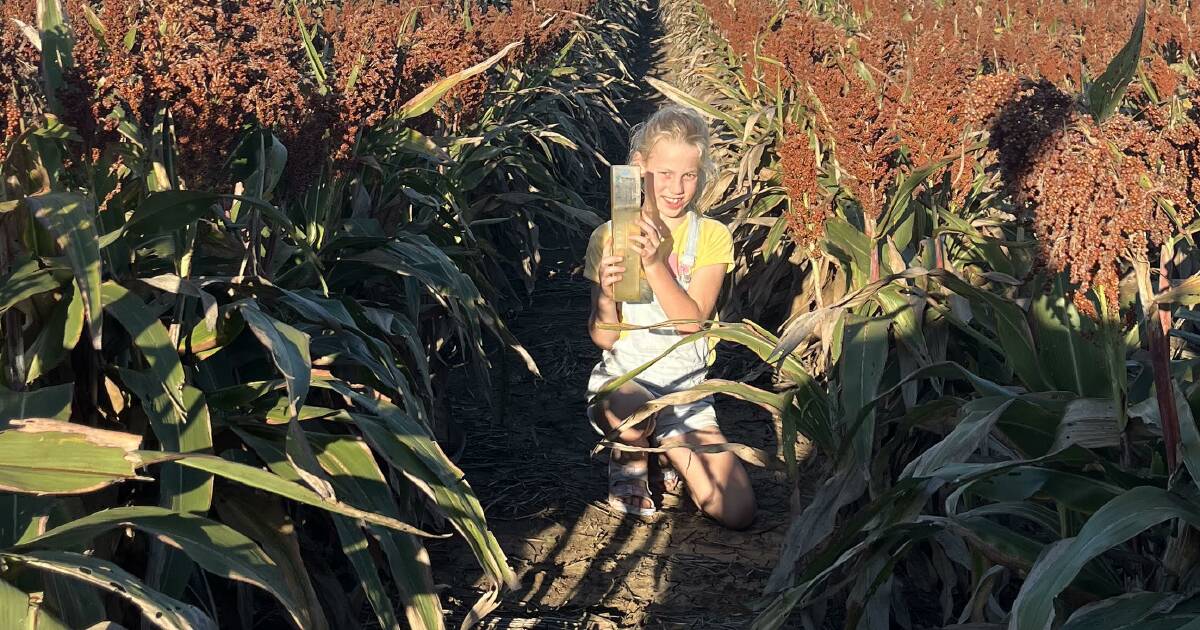 Rain spoils sorghum hopes