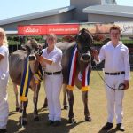 Record priced Guernsey heifer takes out junior champion