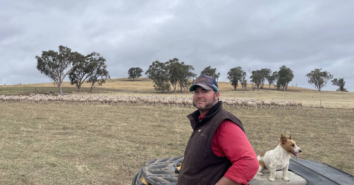 James Burge: breeding quality Merino sheep on family property | The Land