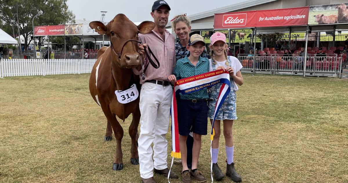 Illawarra win bitter sweet for Shoalhaven dairy family