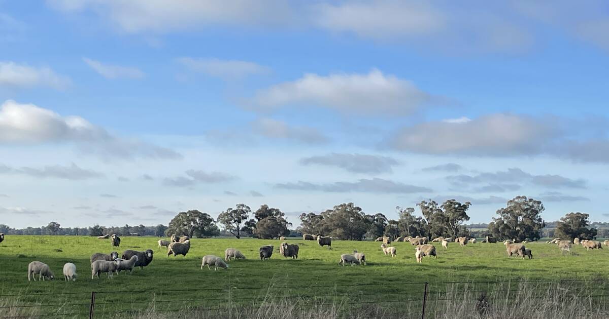 Dry years also provide perfect conditions for liver fluke to thrive