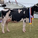 Steers 300-400kg top at 324c/kg at Mareeba