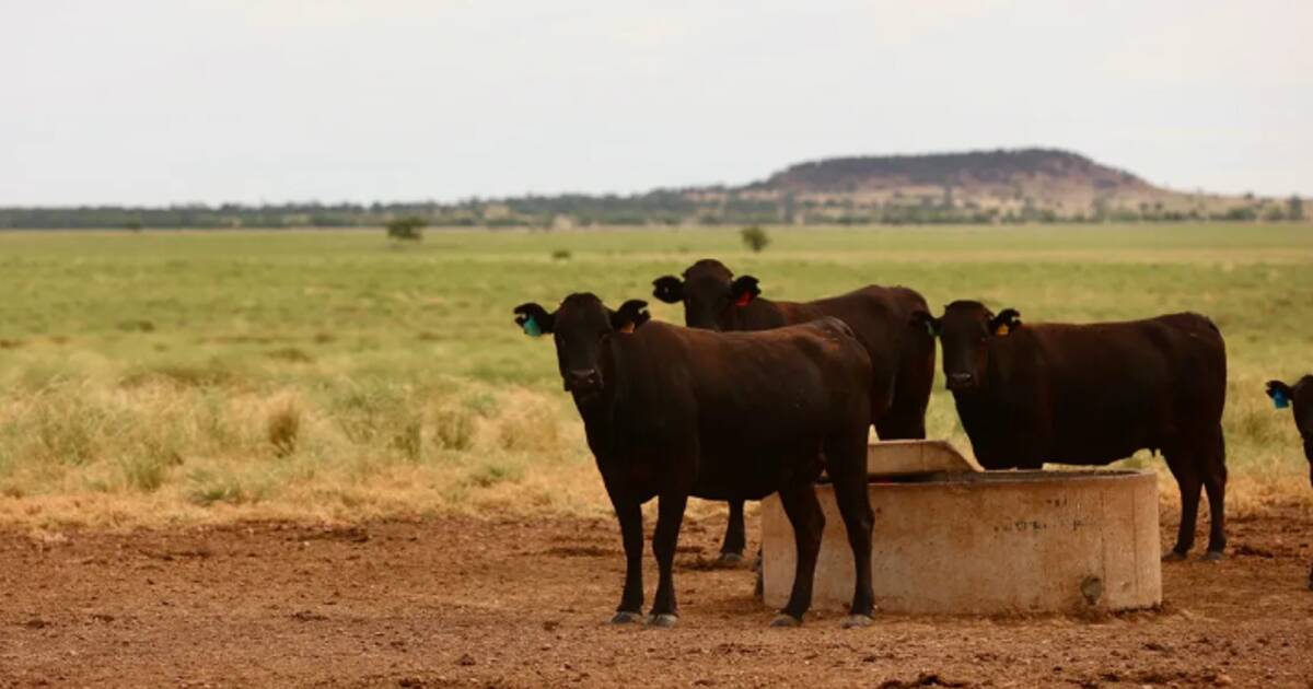 Productive low cost central west cattle country for 2200 cattle