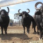 2024 Wagyu conference: Long production cycles continue to challenge sector