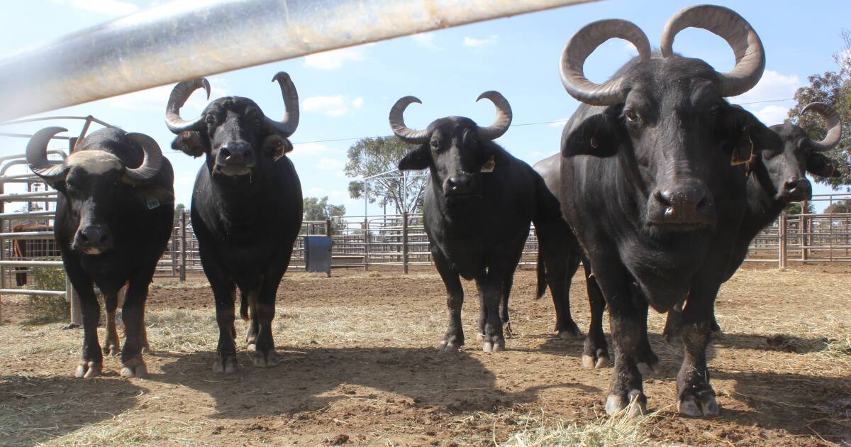 Barrengarry man killed by a buffalo