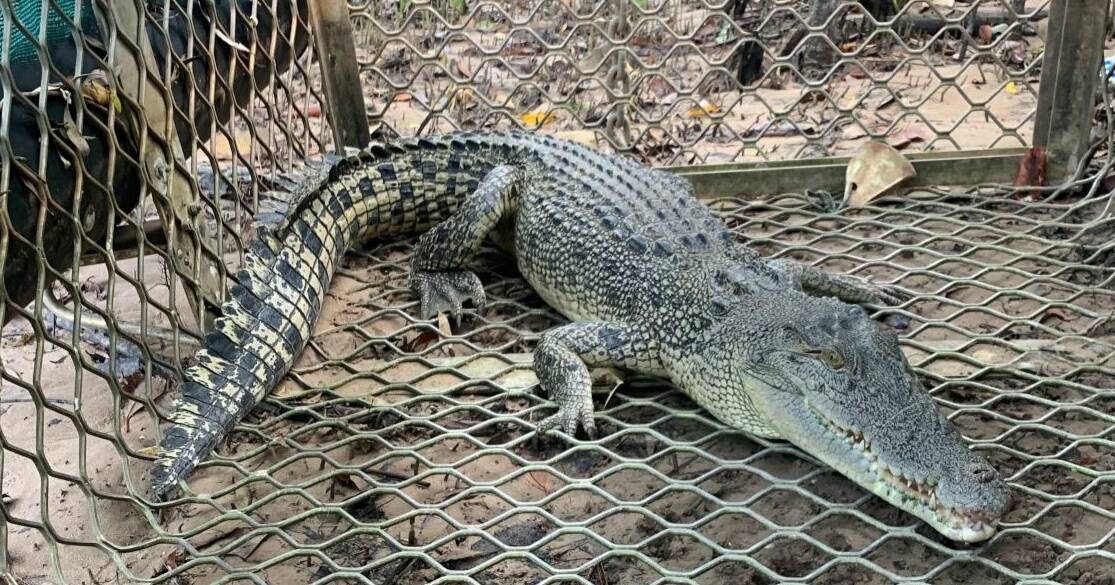 Croc captured after pet dog makes lucky escape