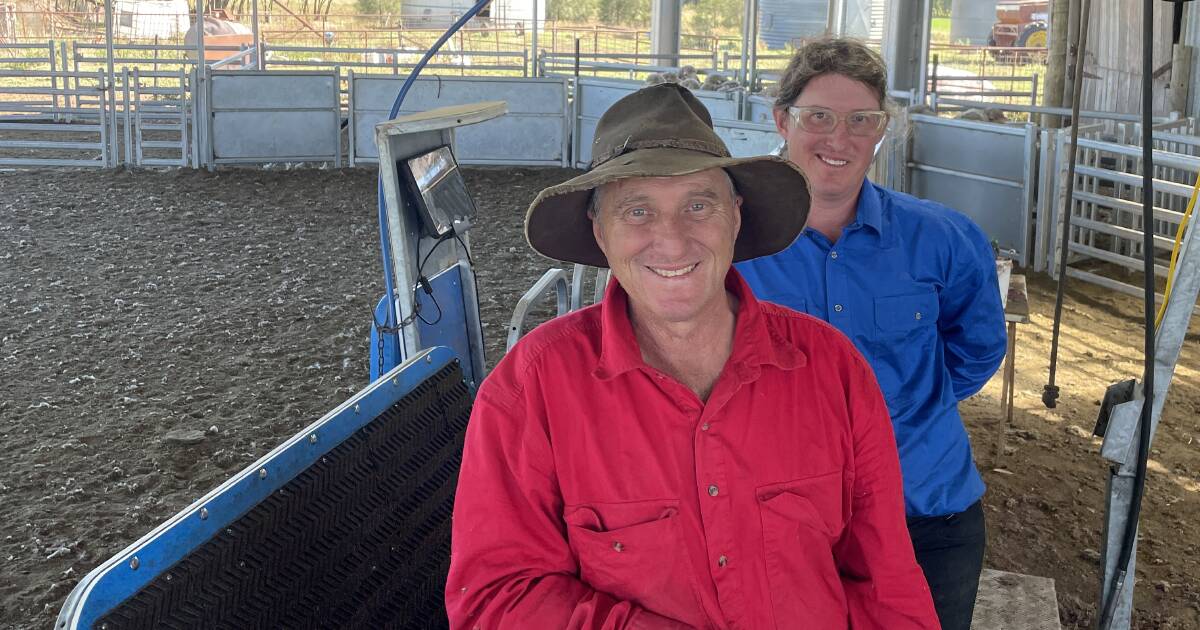 Sheep handler forms part of long-term drought plan