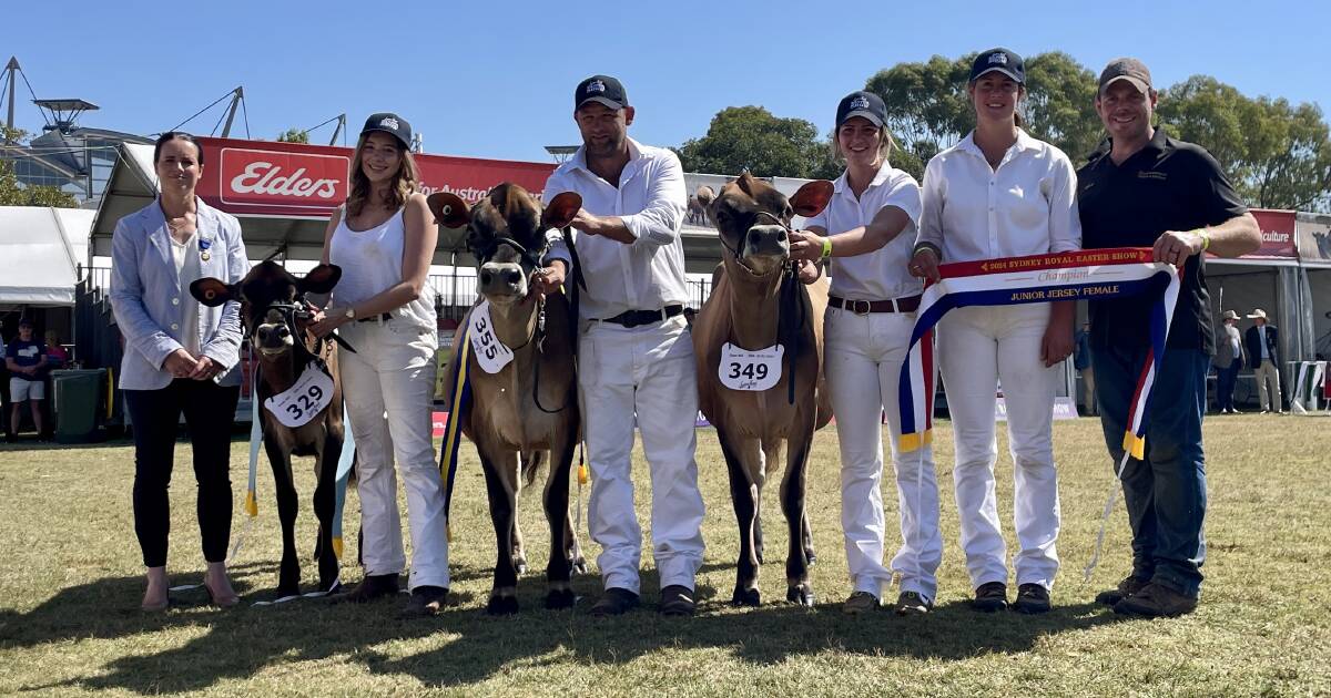 Impression Victor Olive wins junior champion Jersey female at Sydney Royal | The Land