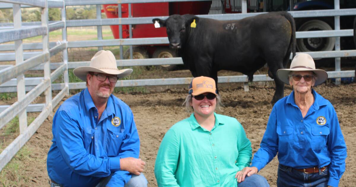 Wallangra Angus Bull Sale – Top Price $20,000 | Queensland Country Life