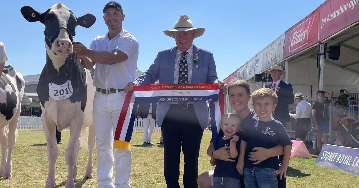 Holstein heifer named champion after just three weeks’ prep | The Land