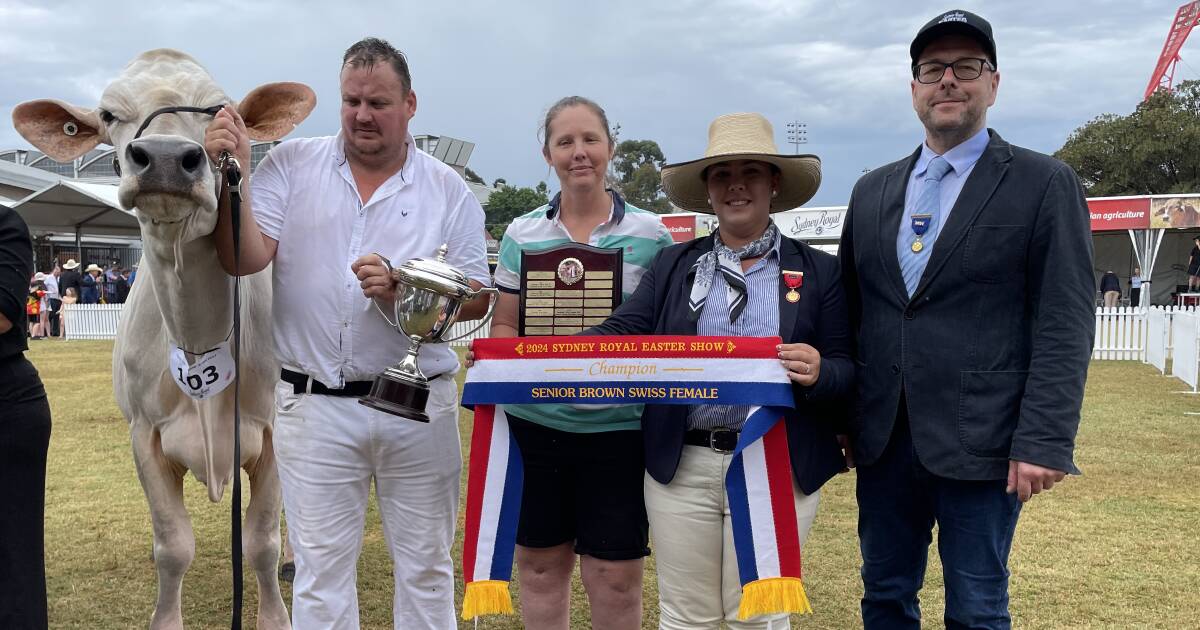 Grand dam sashed senior Brown Swiss champion at Sydney Royal Dairy Cattle Show