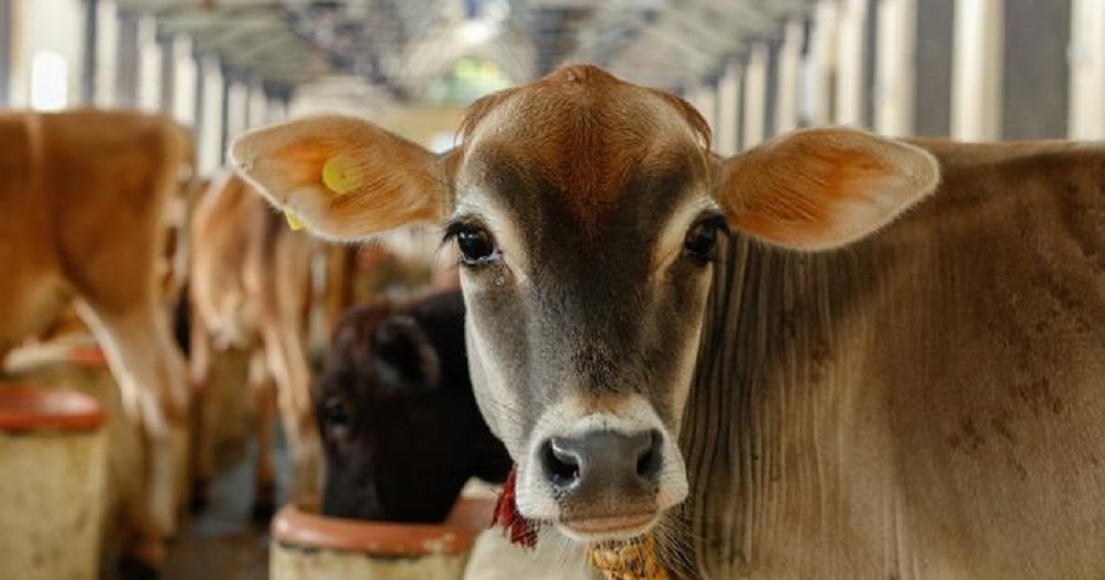 Vaccine protects cattle from bovine tuberculosis, may eliminate disease